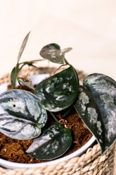 Scindapsus pictus sp. Bengkayang form 3